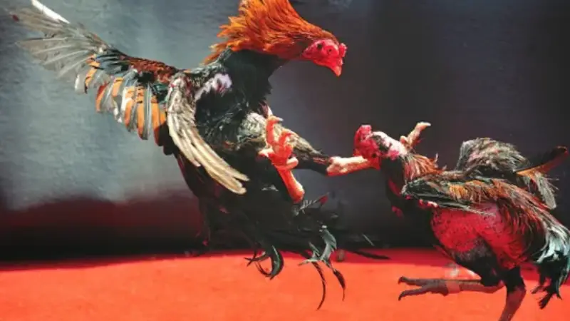 Trong mỗi trận Đá gà Campuchia thường có ba cửa cược chính